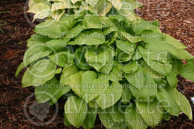 Hosta Aphrodite (Hosta funkia august lily) 3 