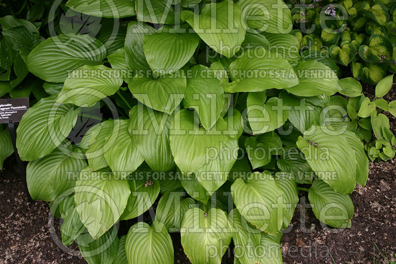 Hosta Aphrodite (Hosta funkia august lily) 1 