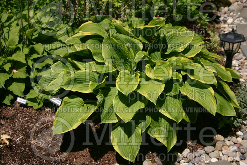 Hosta Appalachian Beauty (Hosta funkia august lily) 1 