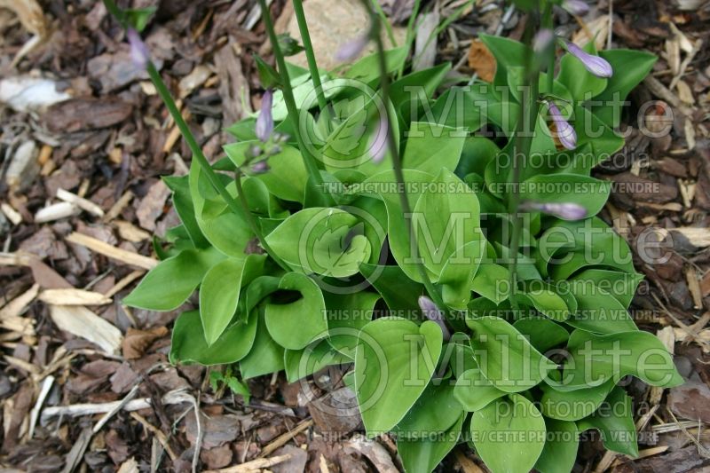 Hosta Apple Green (Hosta funkia august lily) 1 