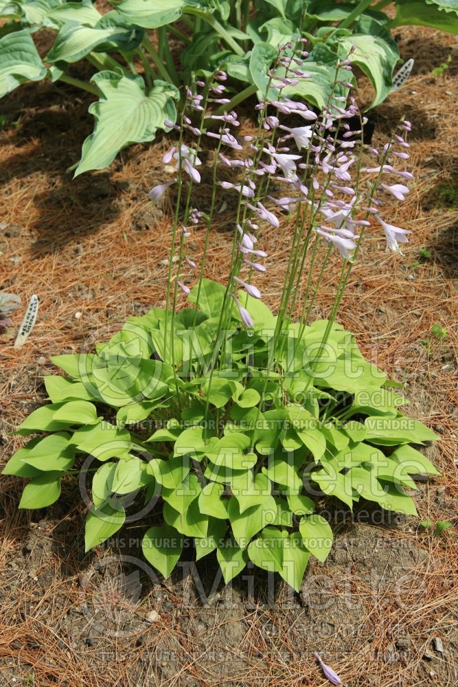 Hosta Apple Green (Hosta funkia august lily) 2 