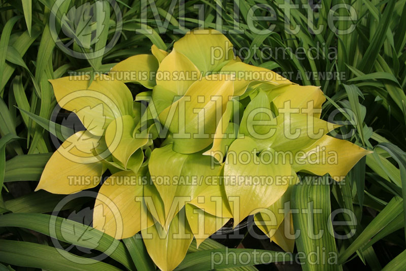 Hosta Appletini (Hosta funkia august lily) 1