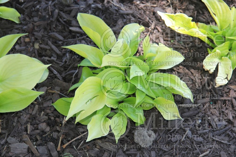 Hosta Appletini (Hosta funkia august lily) 2