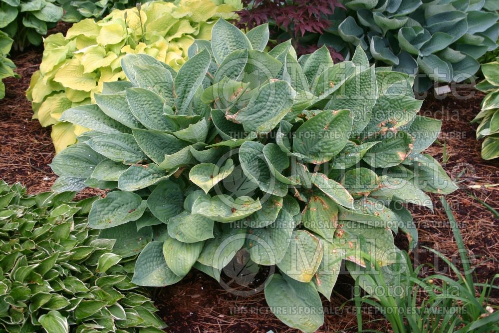 Hosta Aqua Velva (Hosta funkia august lily) 1 