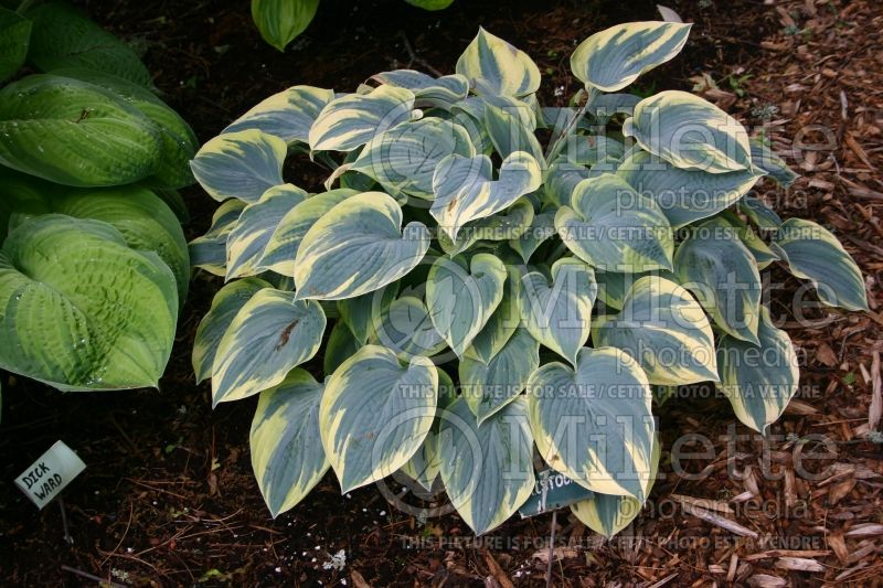 Hosta Aristocrat (Hosta funkia august lily) 1 