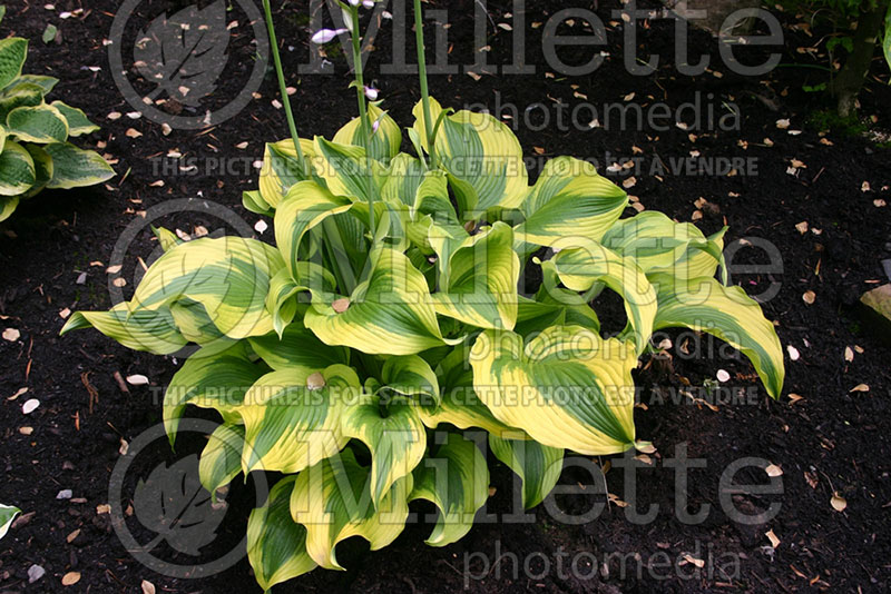 Hosta Atlantis (Hosta funkia august lily) 1 