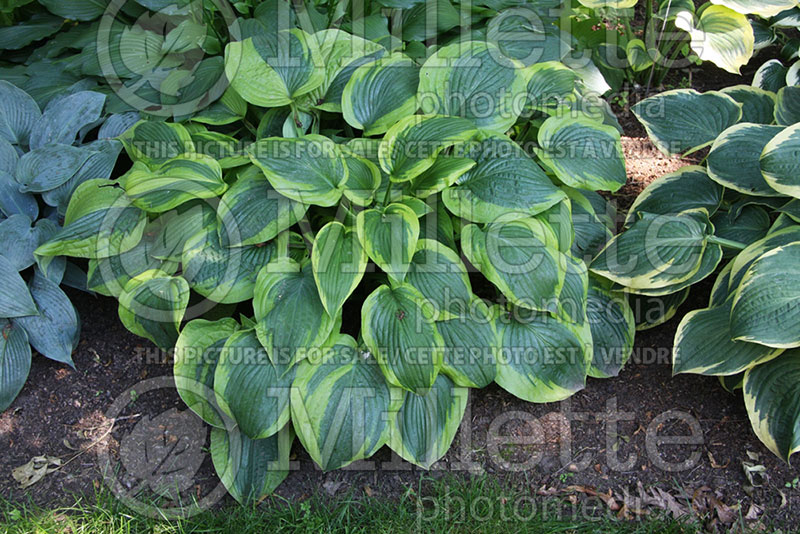 Hosta August Beauty (Hosta funkia august lily) 1