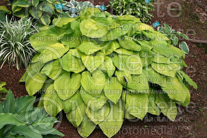 Hosta August Moon (Hosta funkia august lily) 1