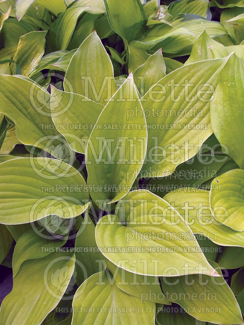 Hosta August Moon (Hosta funkia august lily) 2 