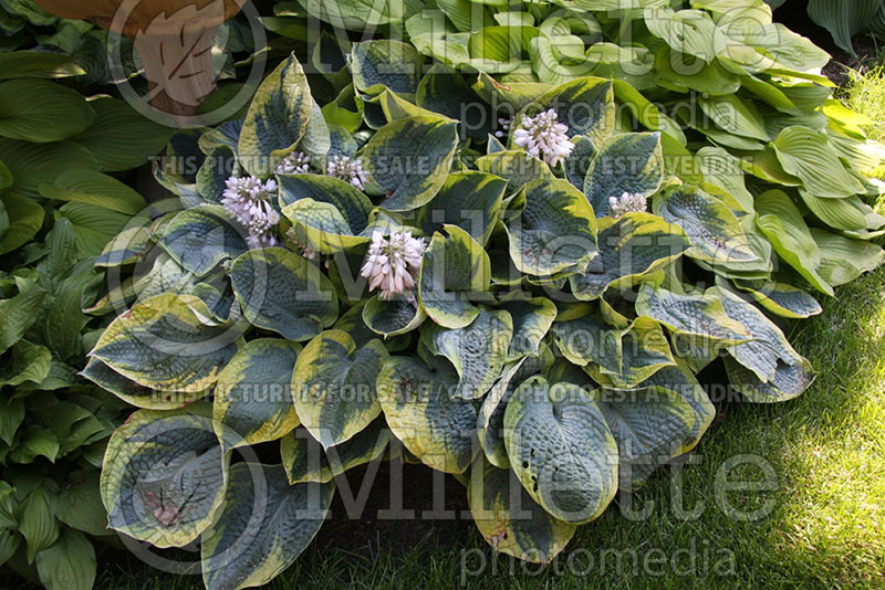 Hosta Aurora Borealis (Hosta funkia august lily) 1 