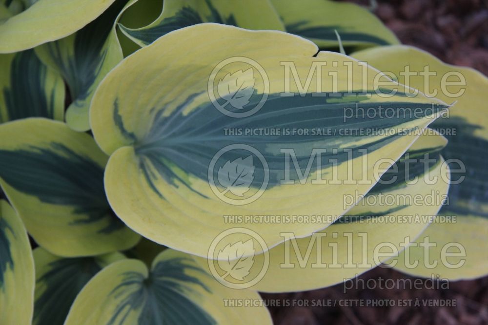 Hosta Autumn Frost (Hosta funkia august lily) 1 