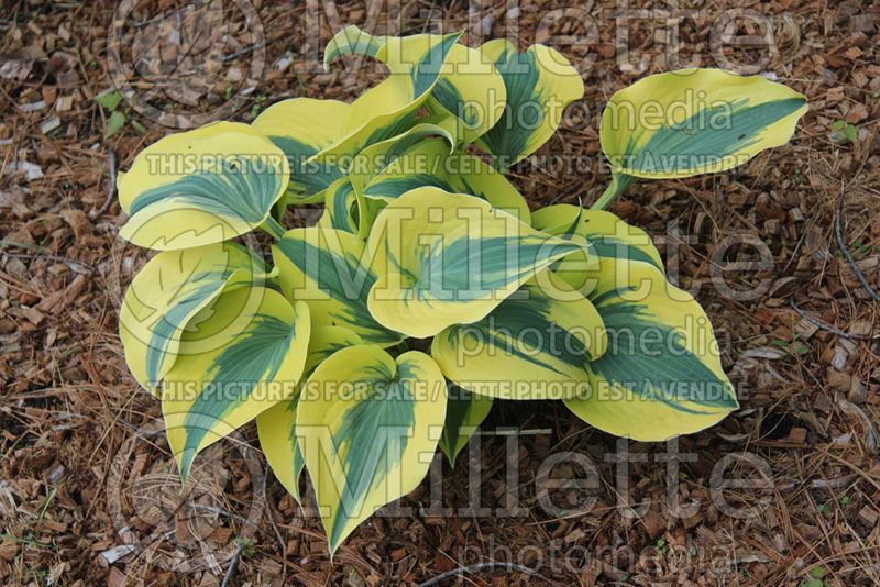 Hosta Autumn Frost (Hosta funkia august lily)  2