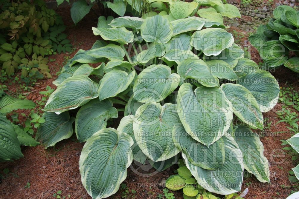 Hosta Avalanche (Hosta funkia august lily) 1 