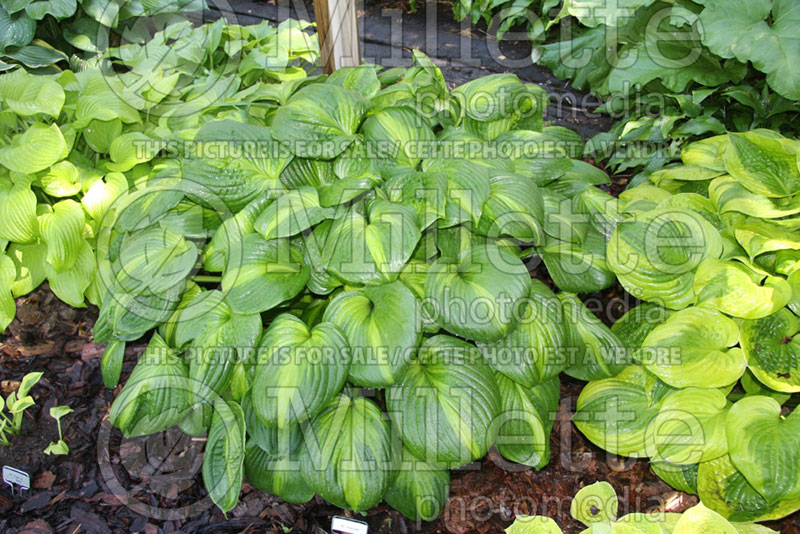 Hosta Avocado (Hosta funkia august lily) 1 