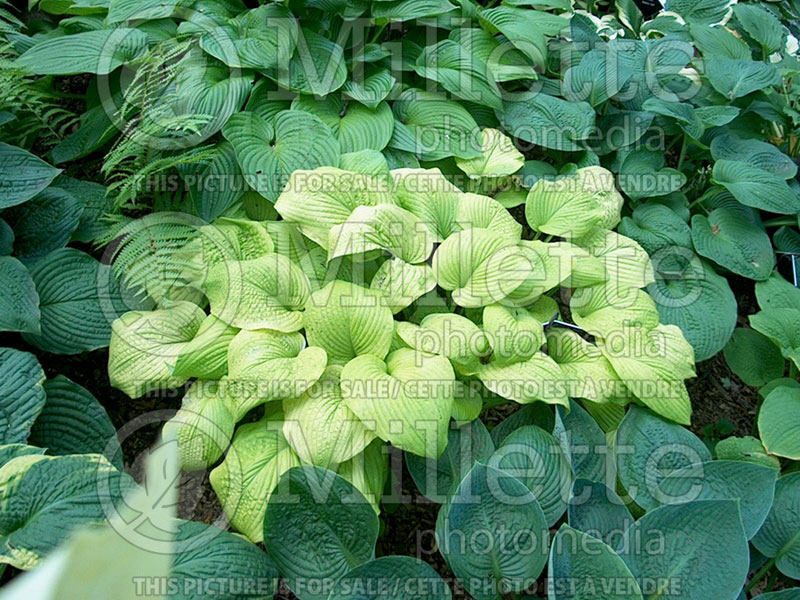 Hosta Aztec Treasure (Hosta funkia august lily)  1