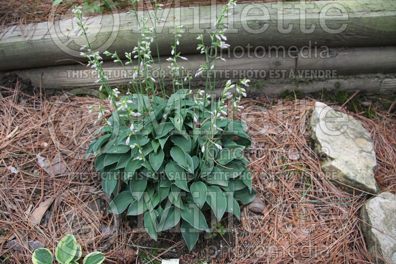 Hosta Baby Bunting (Hosta funkia august lily)  2