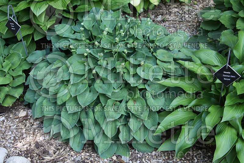 Hosta Banyai’s Dancing Girl (Hosta funkia august lily) 1