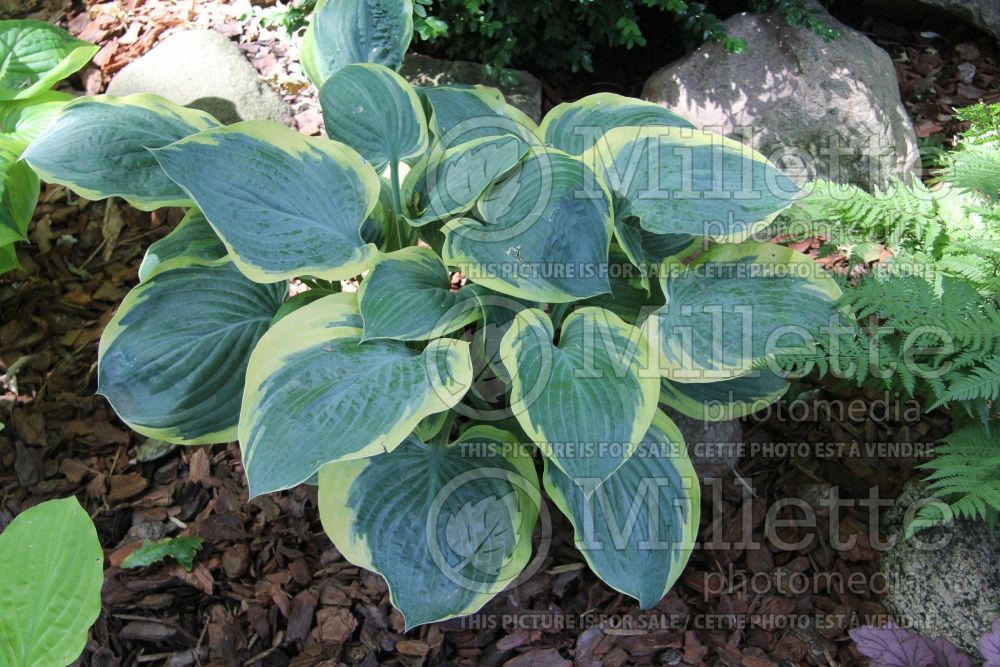 Hosta Battle Star (Hosta funkia august lily) 1 