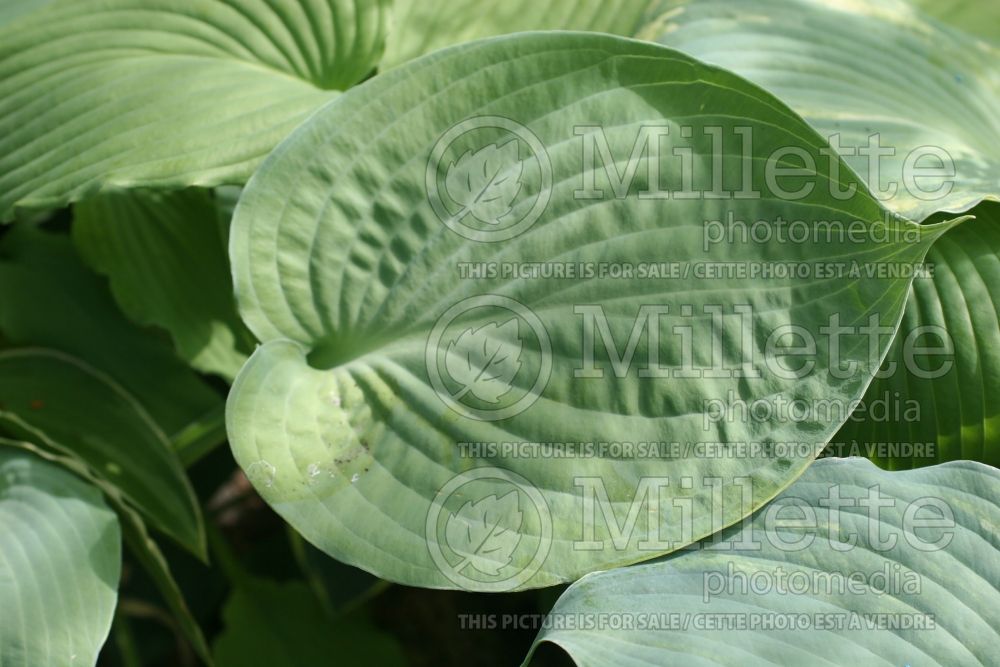 Hosta Beach Party (Hosta funkia august lily) 1 