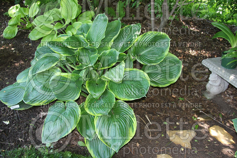 Hosta Beauty Substance (Hosta funkia august lily) 1