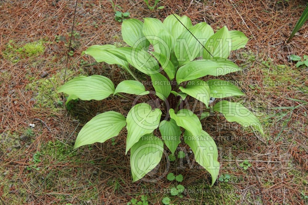 Hosta Beet Salad (Hosta funkia august lily) 1 