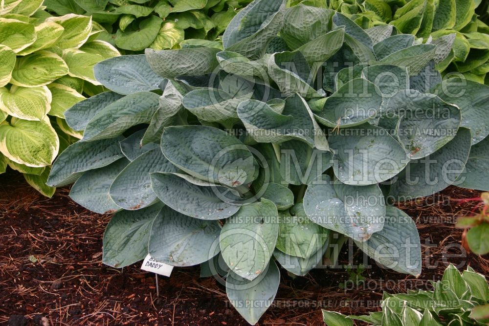 Hosta Big Daddy (Hosta funkia august lily) 2 