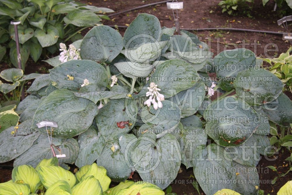 Hosta Big Daddy (Hosta funkia august lily) 3 