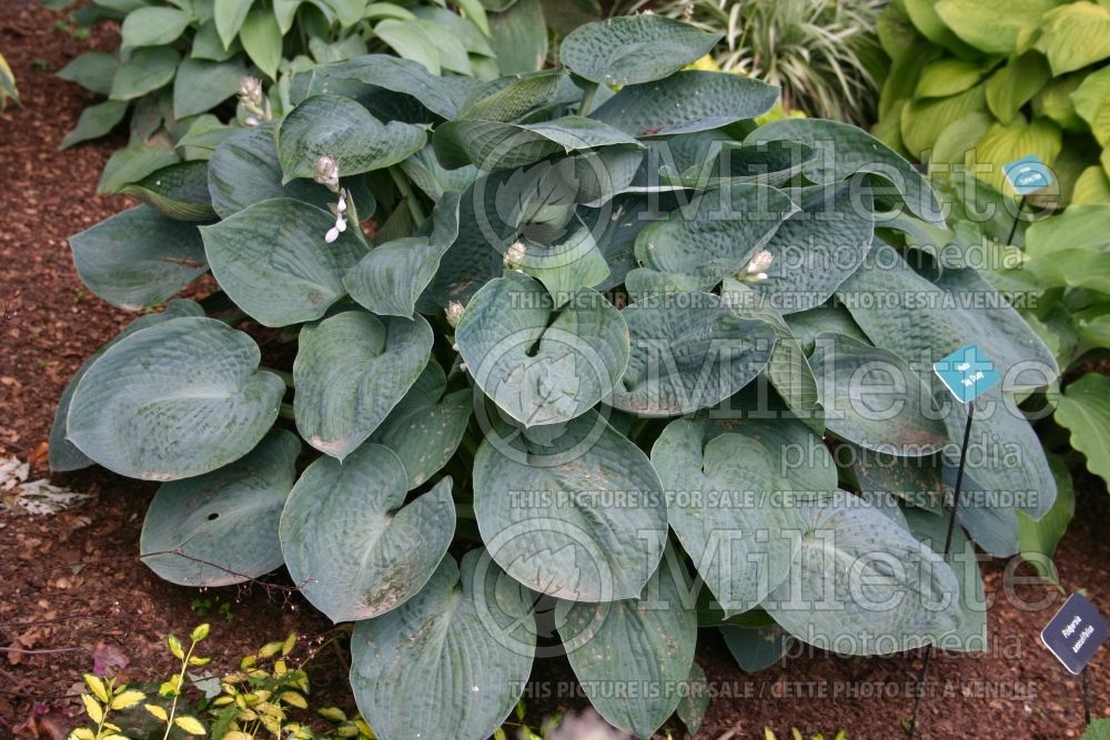 Hosta Big Daddy (Hosta funkia august lily) 1 