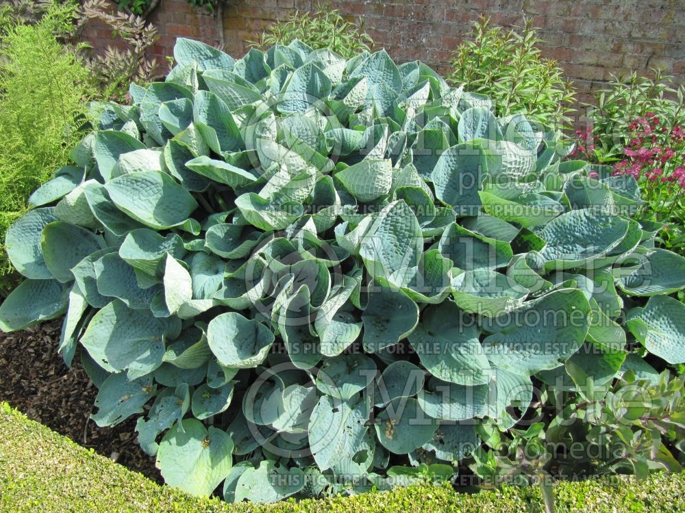 Hosta Big Daddy (Hosta funkia august lily) 5 