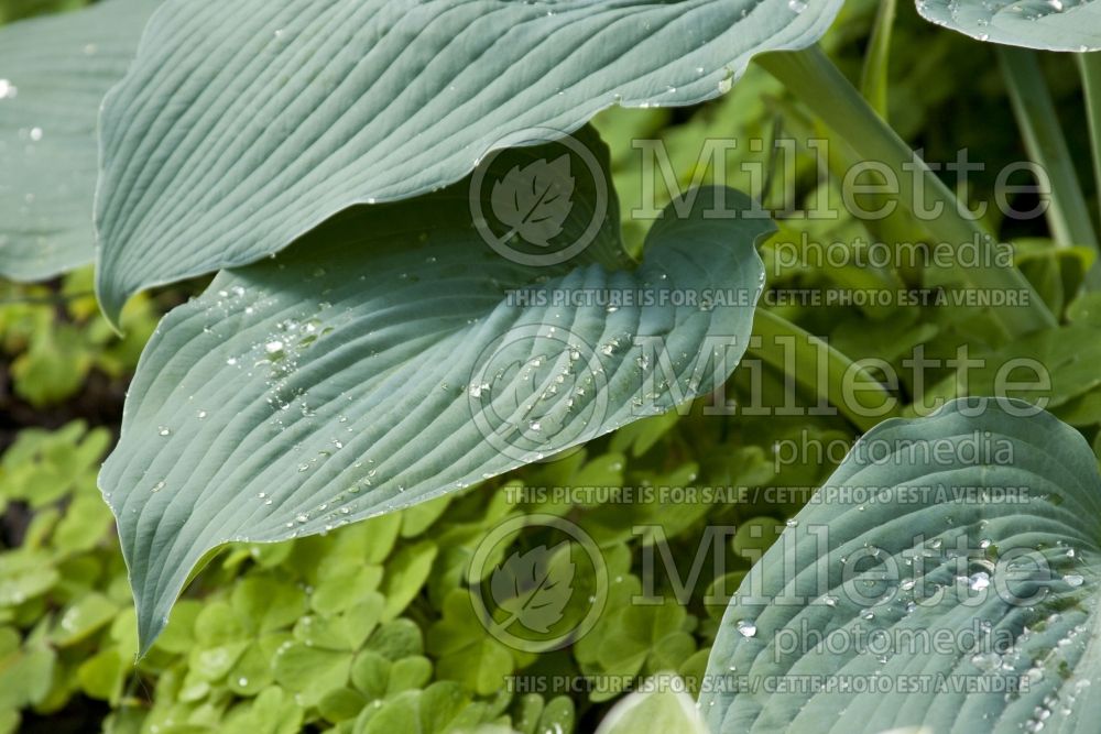 Hosta Big Daddy (Hosta funkia august lily) 6 