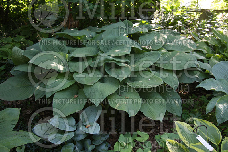 Hosta Birchwood Elegance (Hosta funkia august lily) 1