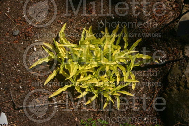 Hosta Bitsy Gold (Hosta funkia august lily)  1