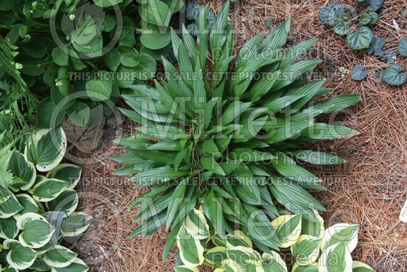 Hosta Bitsy Green (Hosta funkia august lily)  1