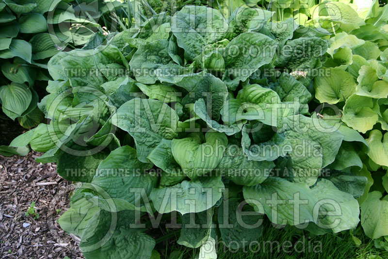 Hosta Black Beauty (Hosta funkia august lily) 2 