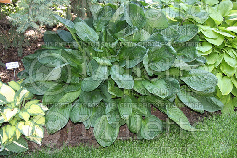 Hosta Black Hills (Hosta funkia august lily) 1