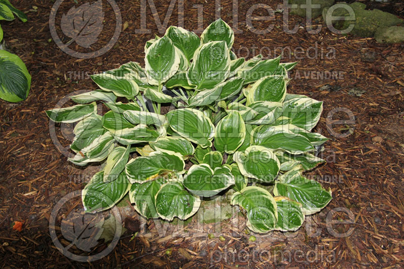 Hosta Blazing Saddles (Hosta funkia august lily) 1 