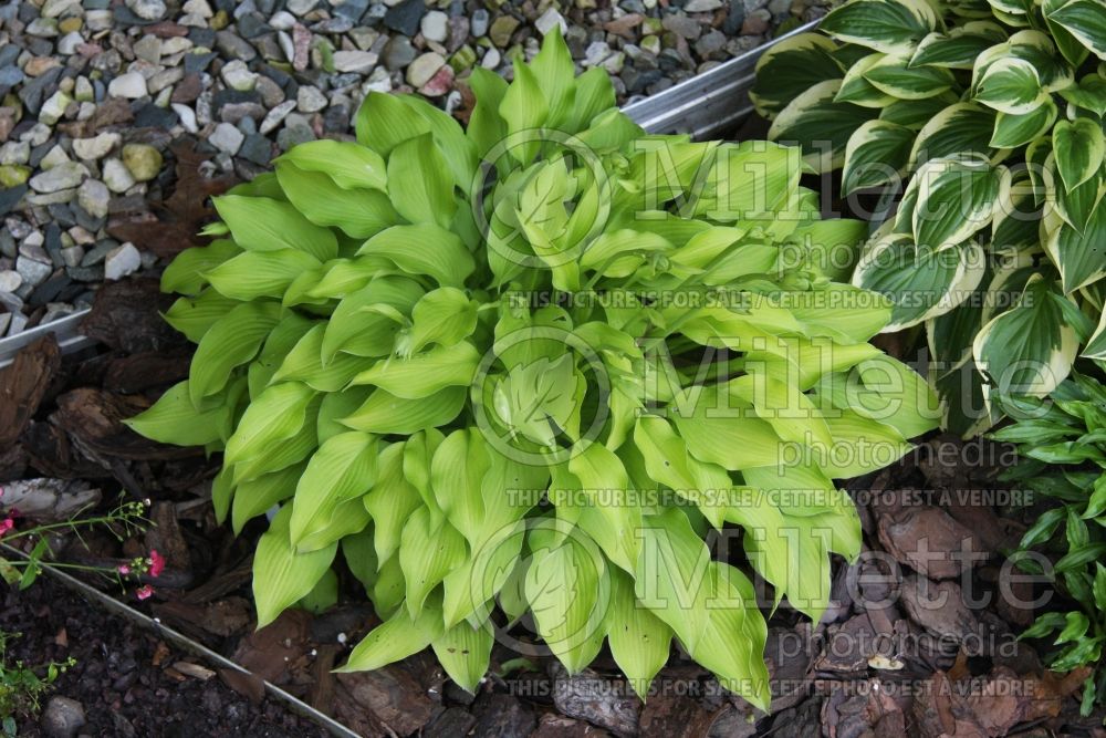 Hosta Blonde Elf (Hosta funkia august lily)  1