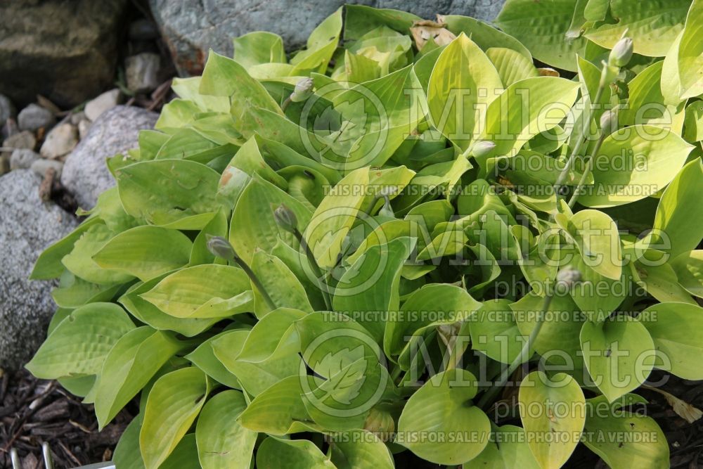 Hosta Blood, Sweat and Tears (Hosta funkia august lily) 1 