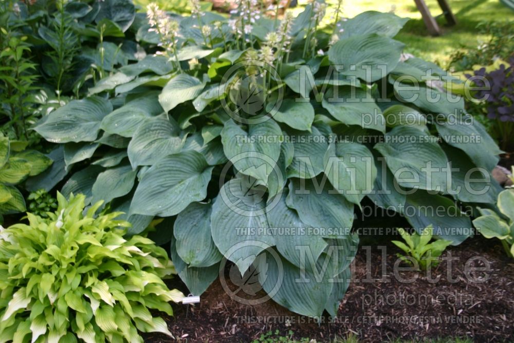 Hosta Blue Angel (Hosta funkia august lily)  2