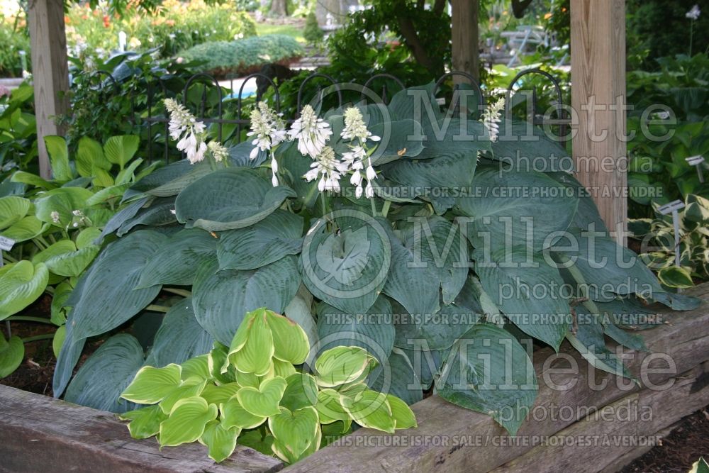 Hosta Blue Angel (Hosta funkia august lily) 1