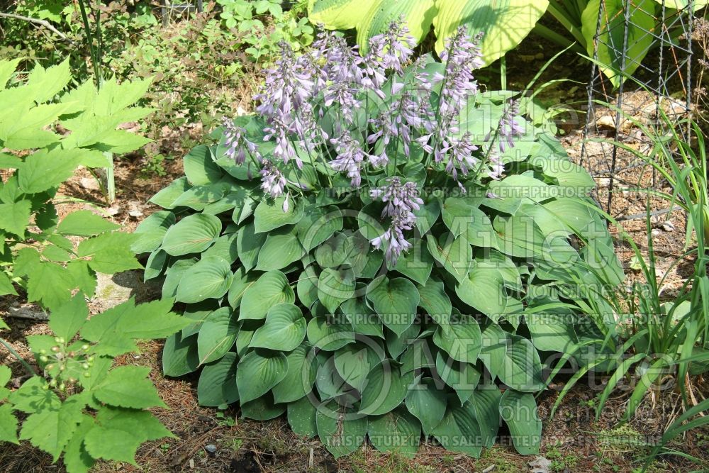 Hosta Blue Belle (Hosta funkia august lily) 2