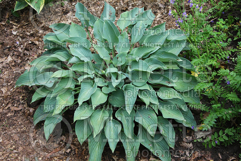 Hosta Blueberry Tart (Hosta funkia august lily) 1