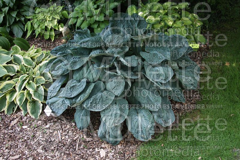 Hosta Blueberry Waffles (Hosta funkia august lily) 2