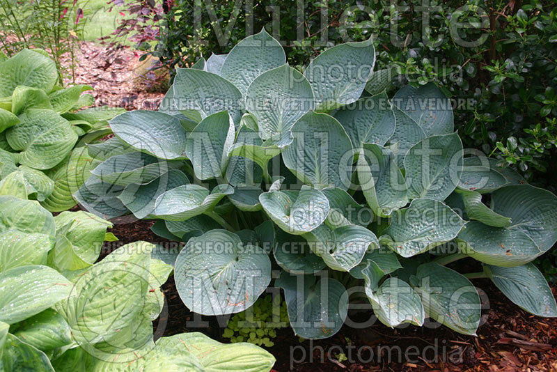 Hosta Blue Betty Lou (Hosta funkia august lily) 1