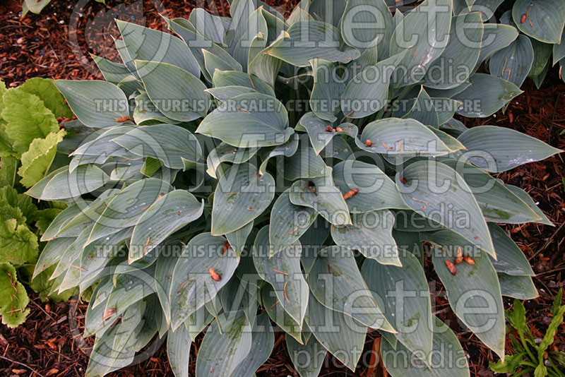 Hosta Blue Blush (Hosta funkia august lily) 1 