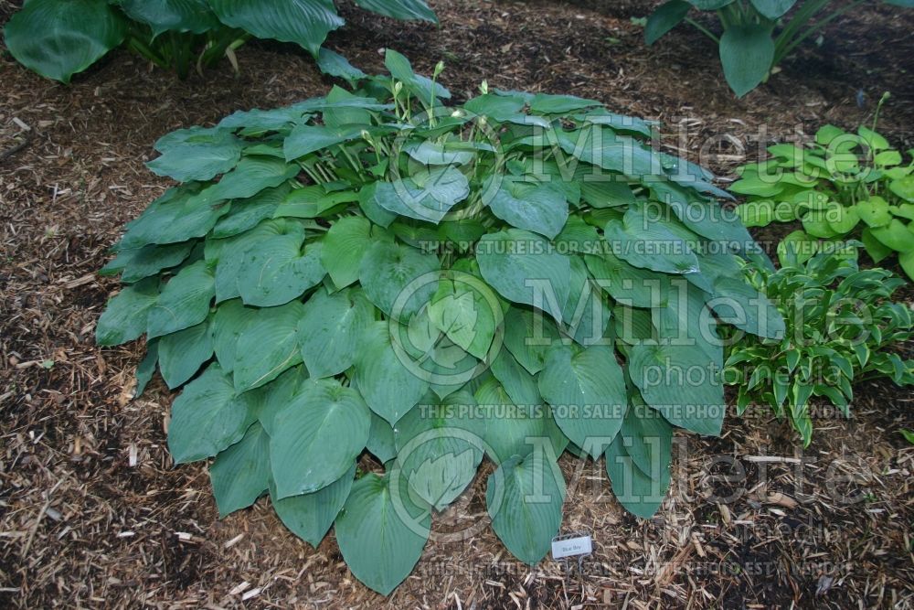 Hosta Blue Boy (Hosta funkia august lily) 1