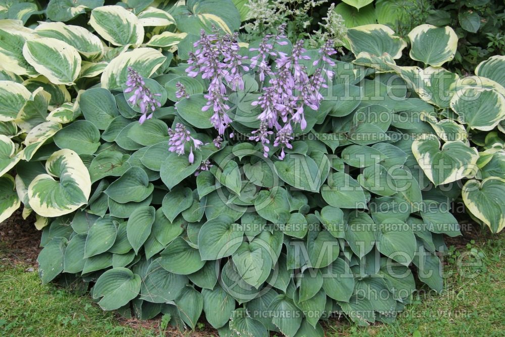 Hosta Blue Boy (Hosta funkia august lily) 2