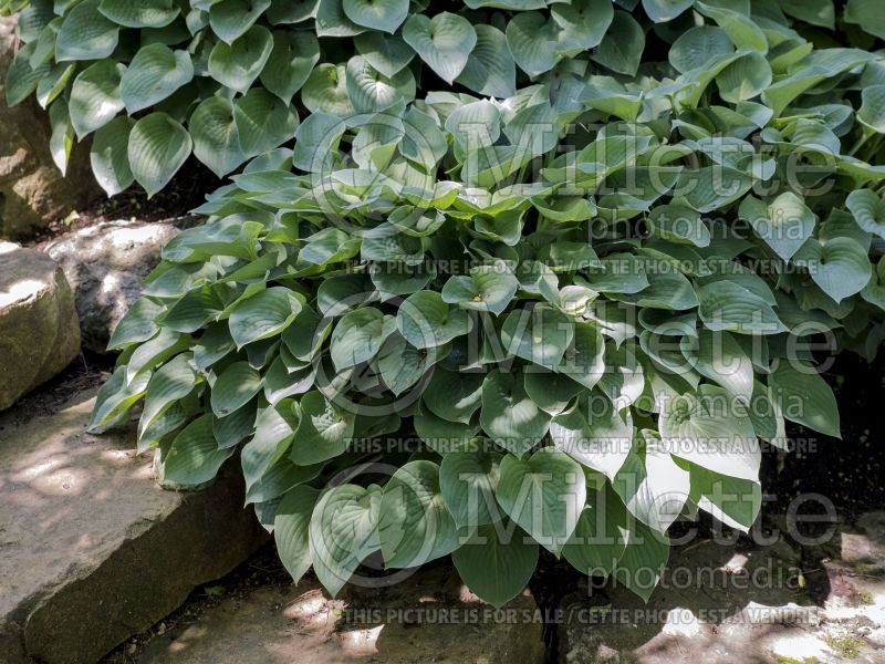 Hosta Blue Cadet (Hosta funkia august lily) 3 