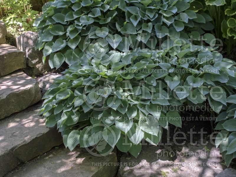 Hosta Blue Cadet (Hosta funkia august lily) 2 