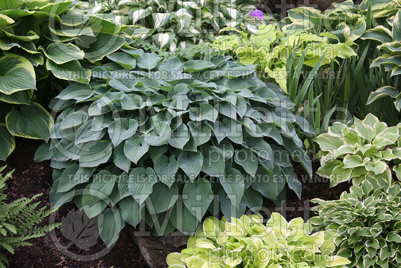 Hosta Blue Cadet (Hosta funkia august lily) 1 